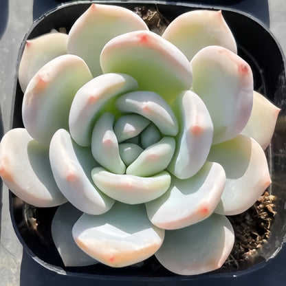 Succulent Plant Combination