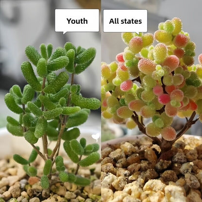 Succulent Plant Combination