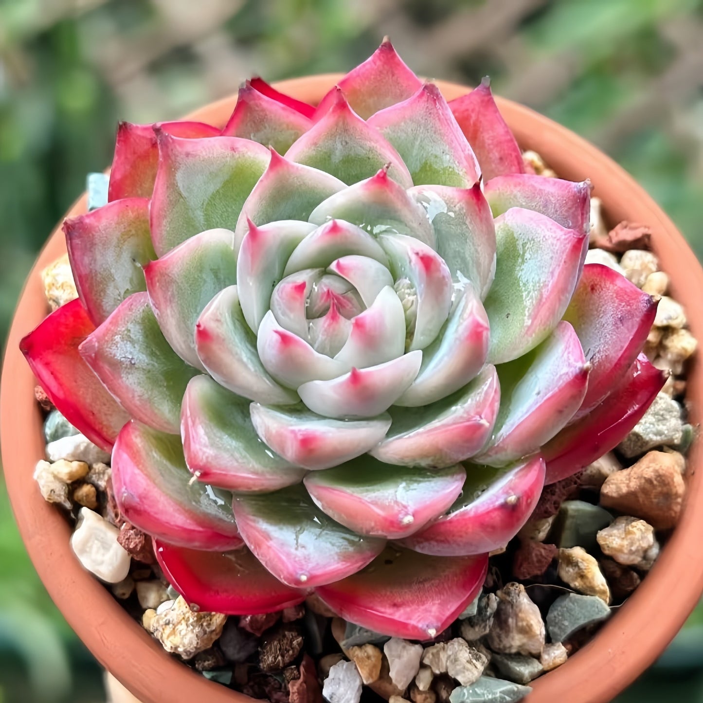 Succulent Plant Combination