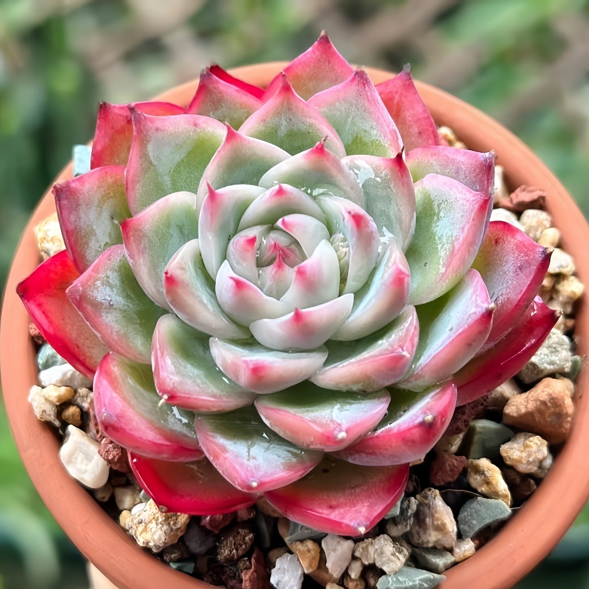Succulent Plant Combination