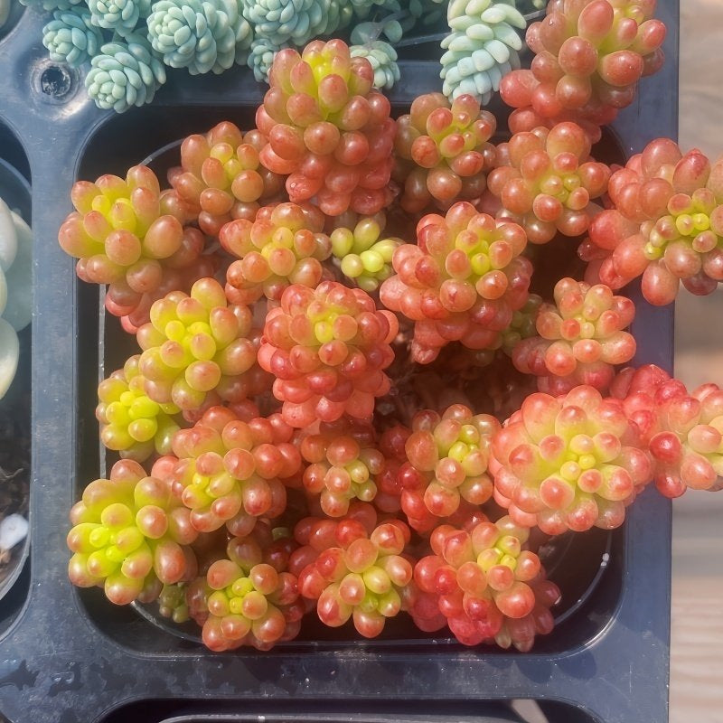Succulent Plant Combination