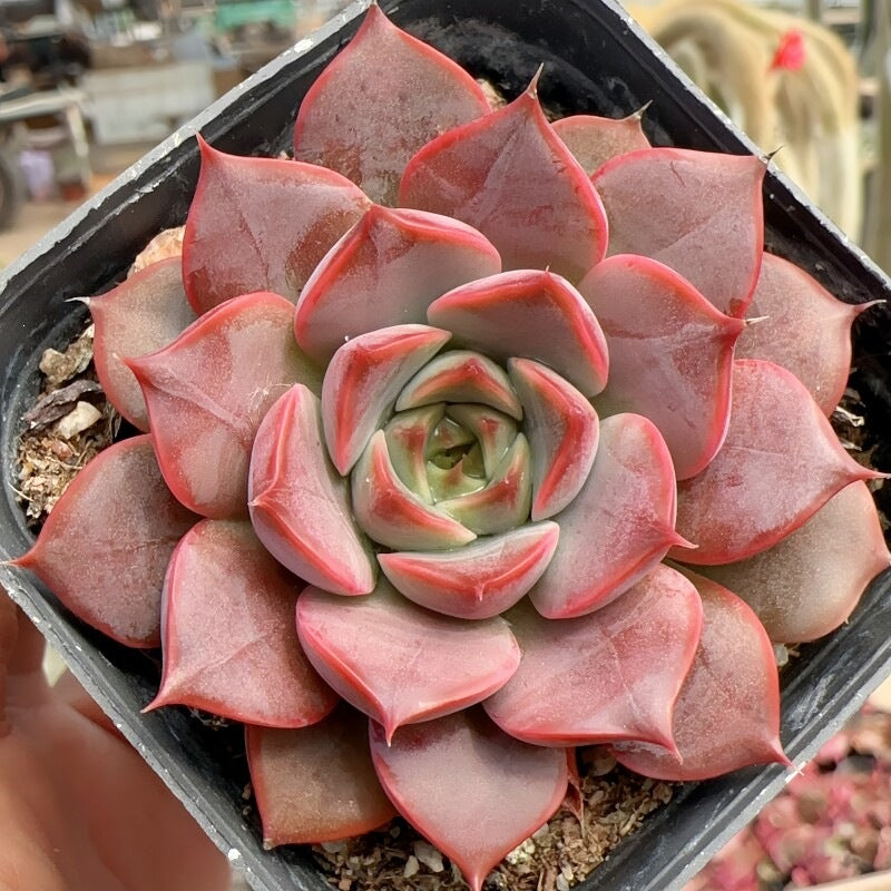 Succulent Plant Combination