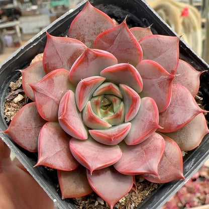 Succulent Plant Combination