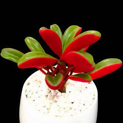 Succulent Plant Combination