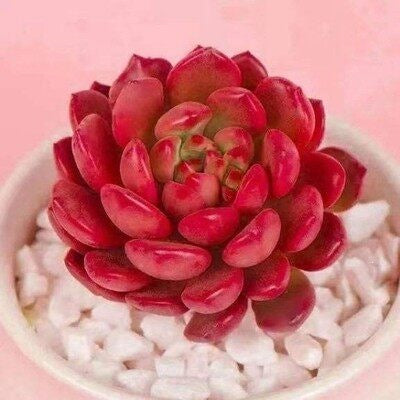 Succulent Plant Combination