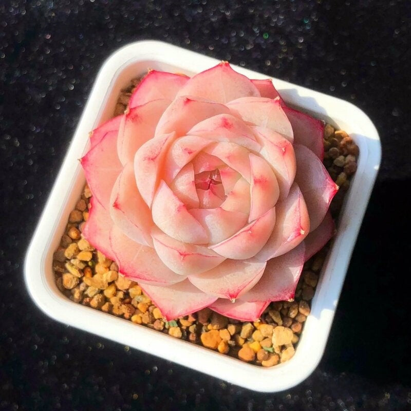Succulent Plant Combination