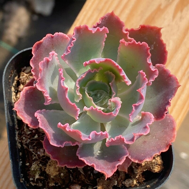 Succulent Plant Combination