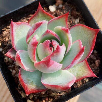Succulent Plant Combination