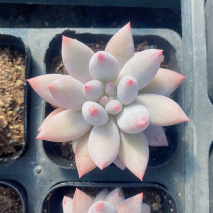 Succulent Plant Combination