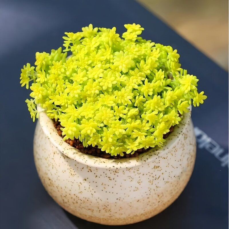 Succulent Plant Combination