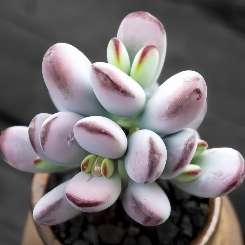 Succulent Plant Combination