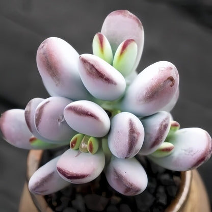Succulent Plant Combination