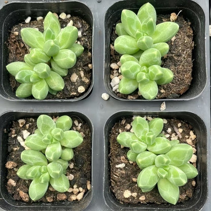 Succulent Plant Combination