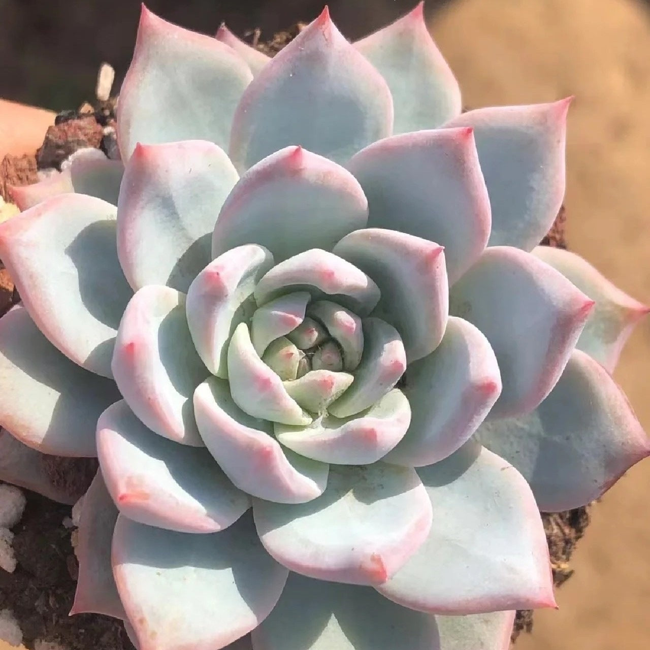 Succulent Plant Combination