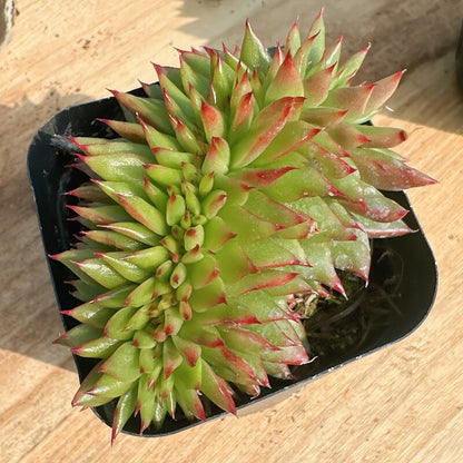 Succulent Plant Combination