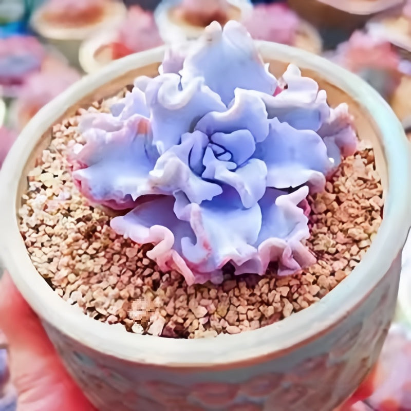 Succulent Plant Combination