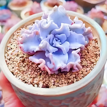 Succulent Plant Combination