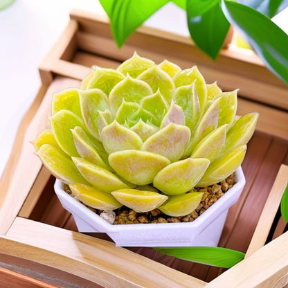 Succulent Plant Combination
