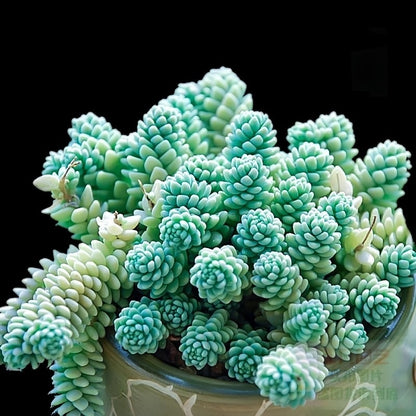 Succulent Plant Combination