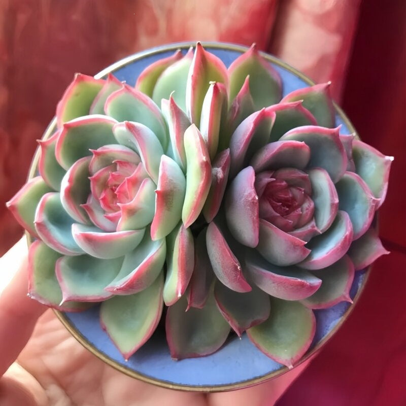 Succulent Plant Combination