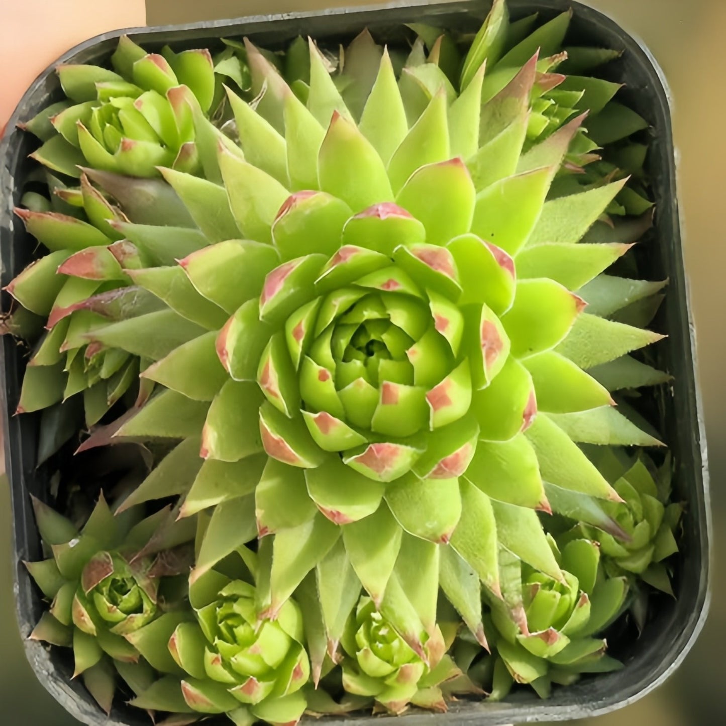 Succulent Plant Combination