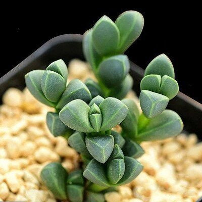 Succulent Plant Combination