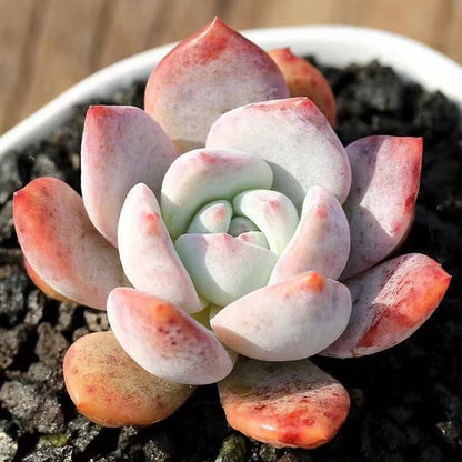 Succulent Plant Combination
