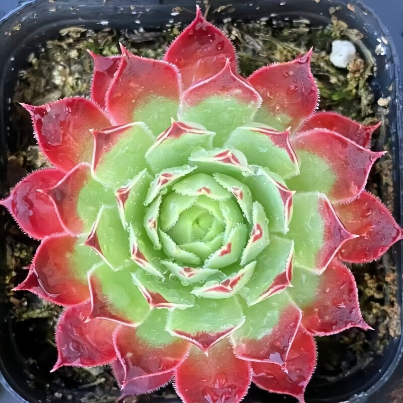 Succulent Plant Combination
