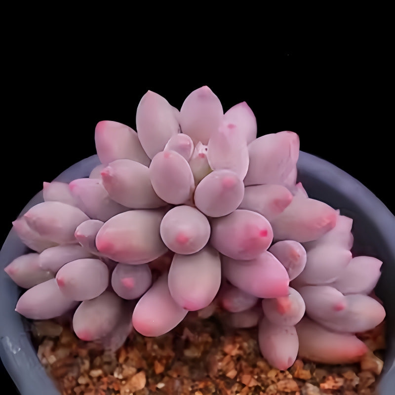 Succulent Plant Combination