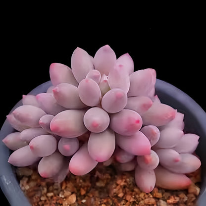 Succulent Plant Combination