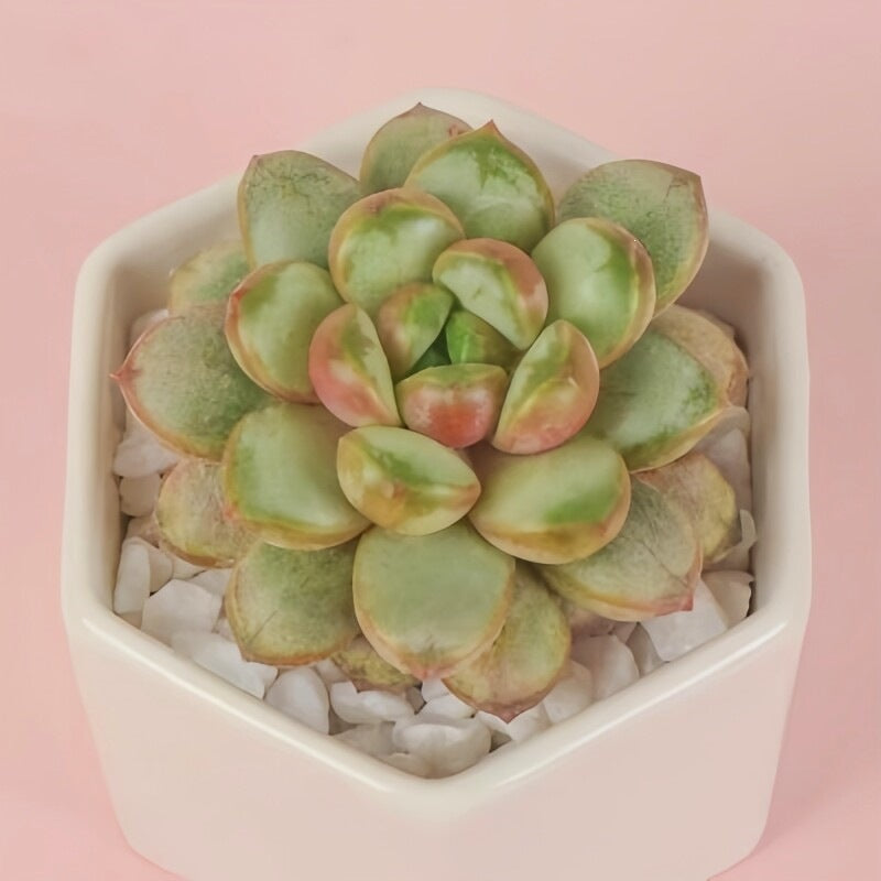 Succulent Plant Combination