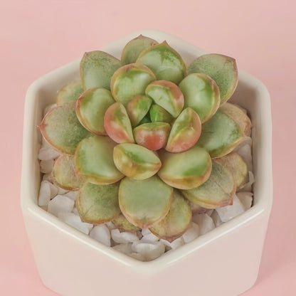 Succulent Plant Combination