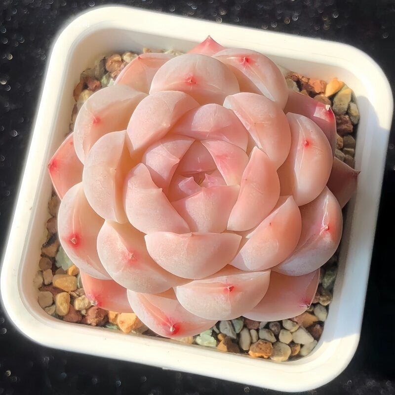 Succulent Plant Combination
