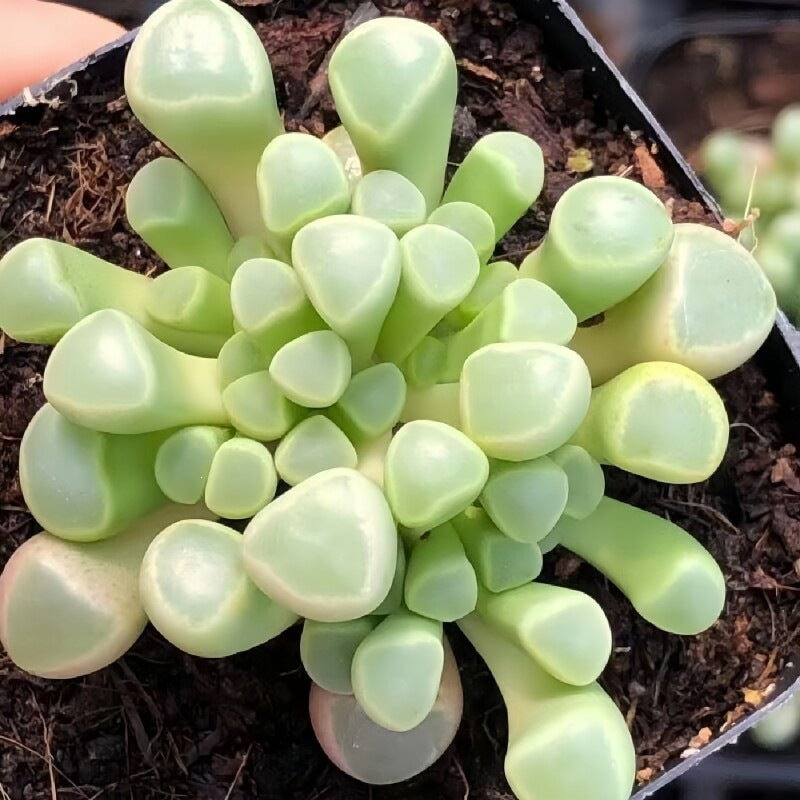 Succulent Plant Combination