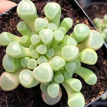 Succulent Plant Combination