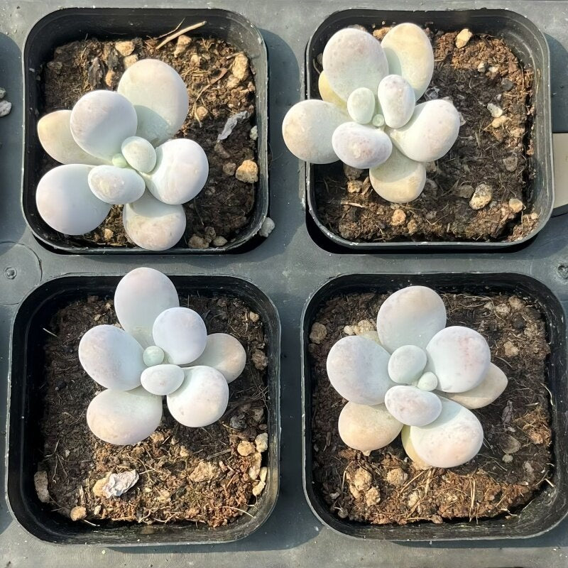 Succulent Plant Combination