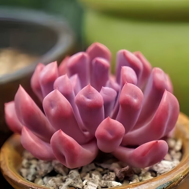 Succulent Plant Combination