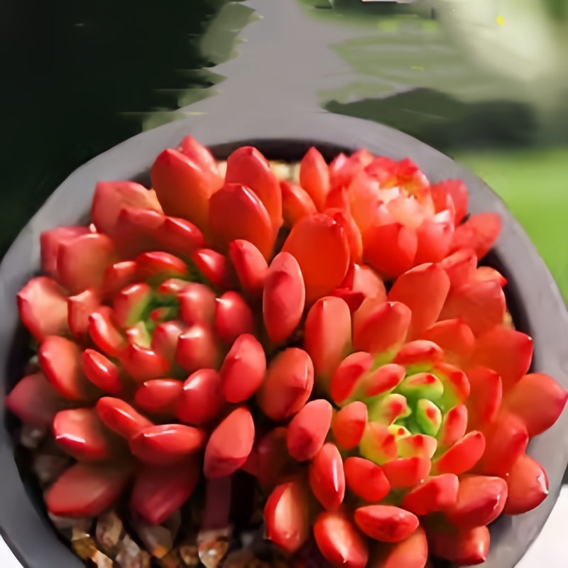 Succulent Plant Combination