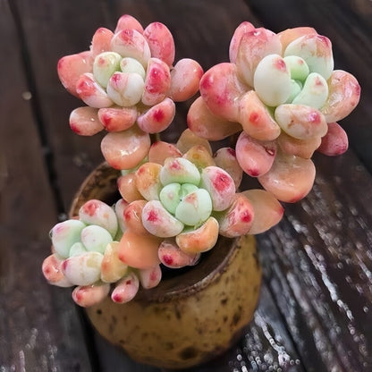 Succulent Plant Combination