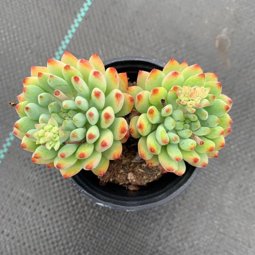 Succulent Plant Combination