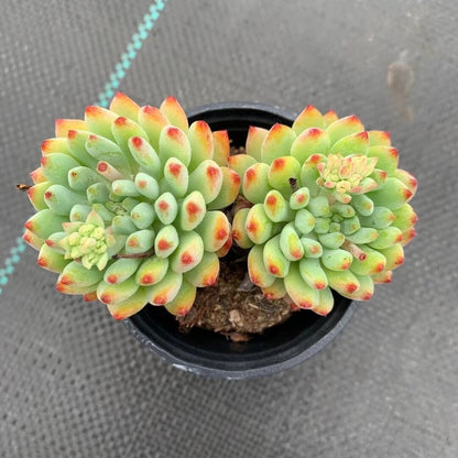 Succulent Plant Combination
