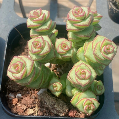 Succulent Plant Combination