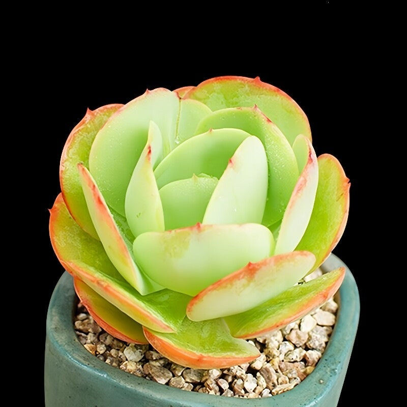 Succulent Plant Combination