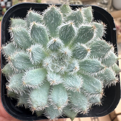 Succulent Plant Combination