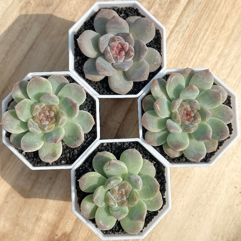 Succulent Plant Combination