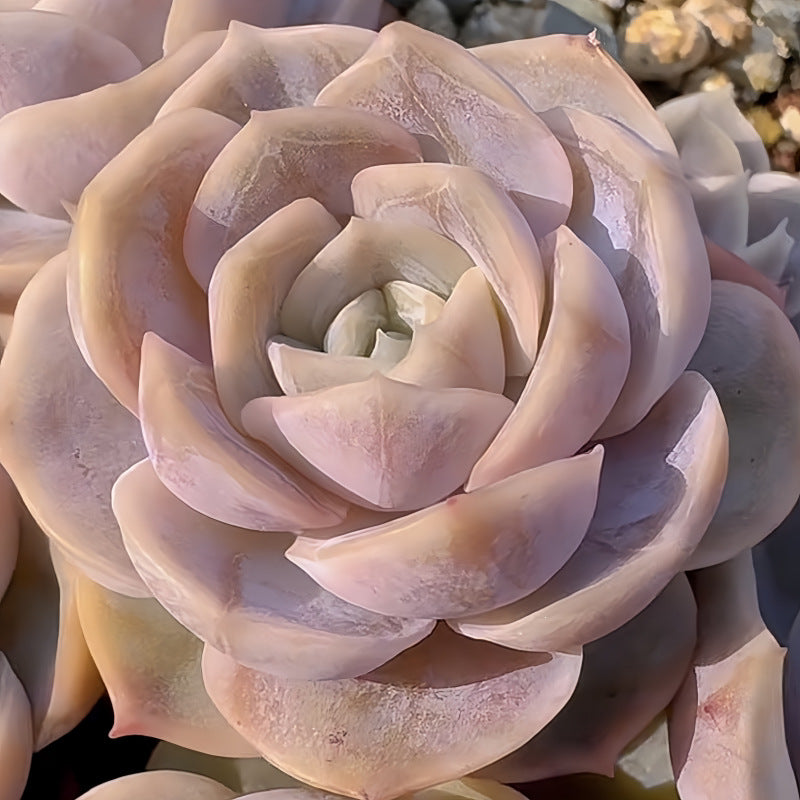 Succulent Plant Combination