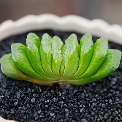 Succulent Plant Combination