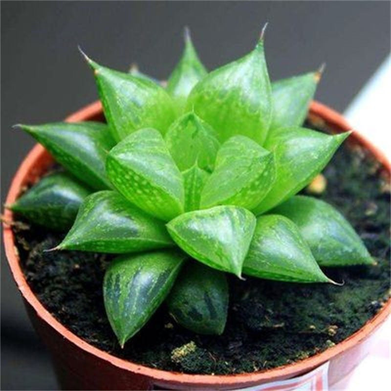 Succulent Plant Combination