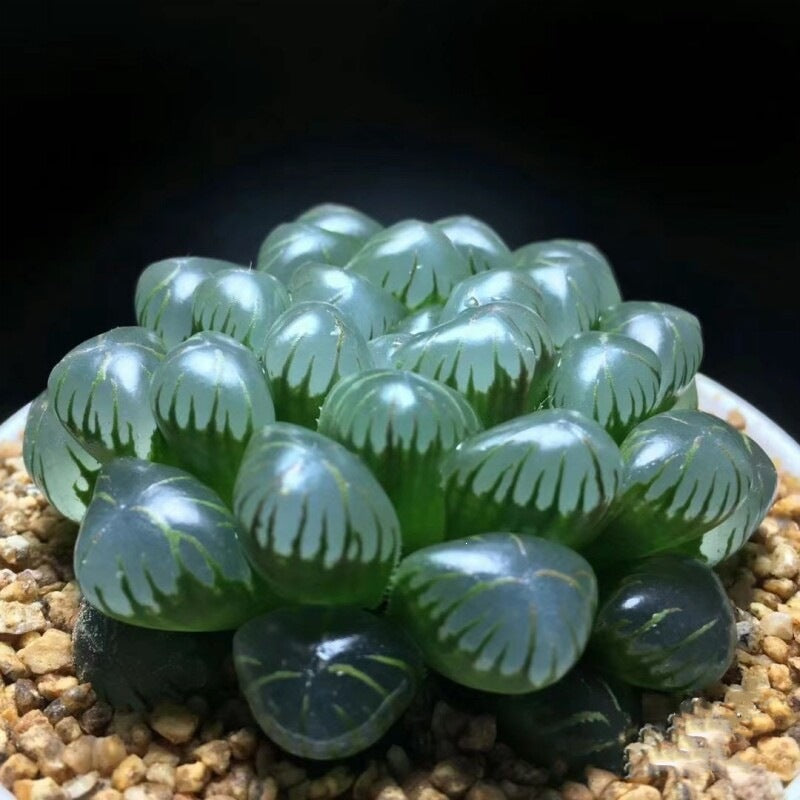 Succulent Plant Combination