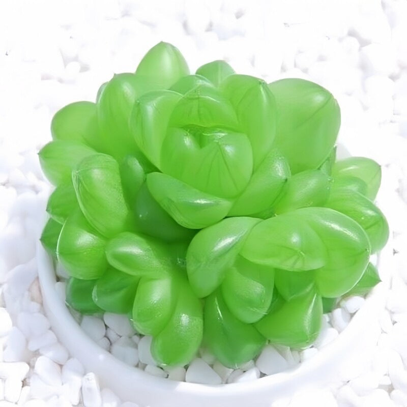Succulent Plant Combination